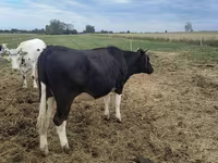 Ko, Holstein-race — foto 6