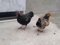 Chickens — fotografija 2