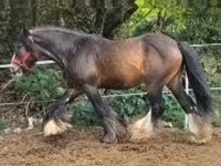 Kuda jantan, Gypsy horse — foto 2