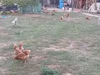 Chickens — รูปภาพ 3