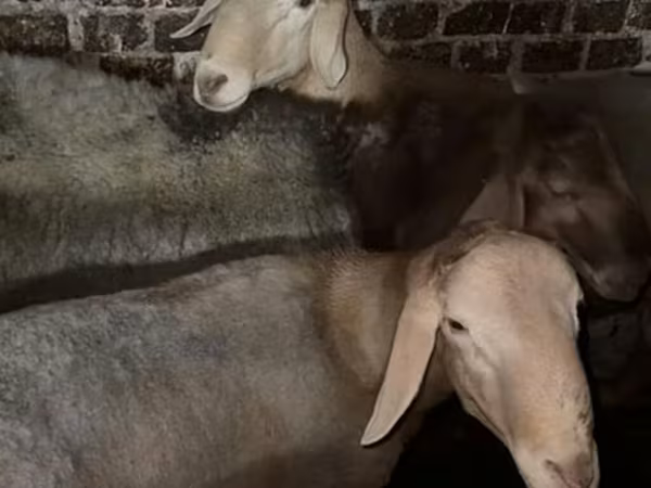 Ram, Arashan sheep — Kyrgyzstan