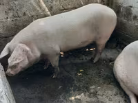 Prasnice, Prasata — foto 2