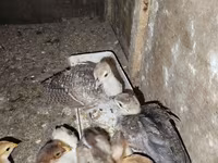 Chickens — foto 2