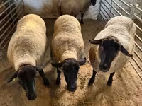 แกะตัวผู้, White Suffolk sheep — รูปภาพ 2