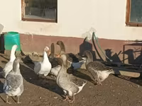 Сұр және сұр ала дат қазы — 2-сурет