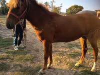 مادیان, اسب — عکس 2