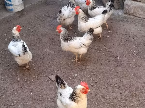 لاکنفلدر