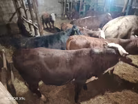 گاو نر, گاو سفیدسر قزاقستانی — عکس 2