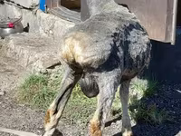 Beran, Edilbay sheep — foto 3