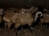 양(암수 미지정, 묶음), 양 — 사진 3