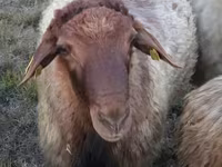 Beran, Blackheaded Persian sheep — foto 1