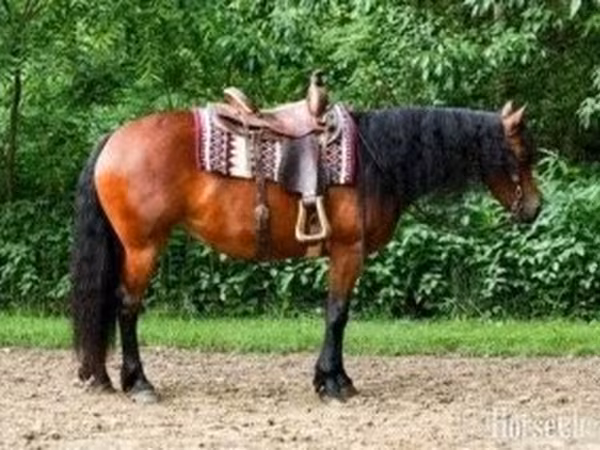 घोड़ी, Friesian