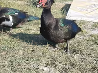 مسکوی خانگی — عکس 1