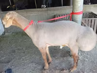 قوچ, Edilbay sheep — عکس 2