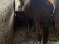 Kůň, Kazakh horse — foto 6