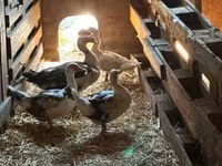 Ducks — foto 3