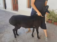 Beran, Hissar sheep — foto 6