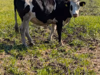 گاو ماده, Simmental cattle — عکس 2