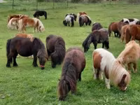 اسب نر, Shetland Pony — عکس 7
