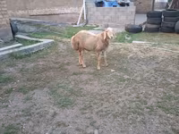 Montone, Hissar sheep — foto 1