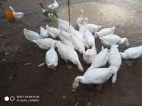Geese — عکس 5