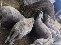 Berbec, Merino sheep — foto 8