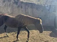 Égua, Cavalos — foto 2