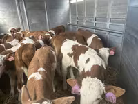 گاو نر, Simmental cattle — عکس 4