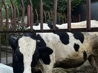 ხარი, Russian Black pied cattle — ფოტო 1