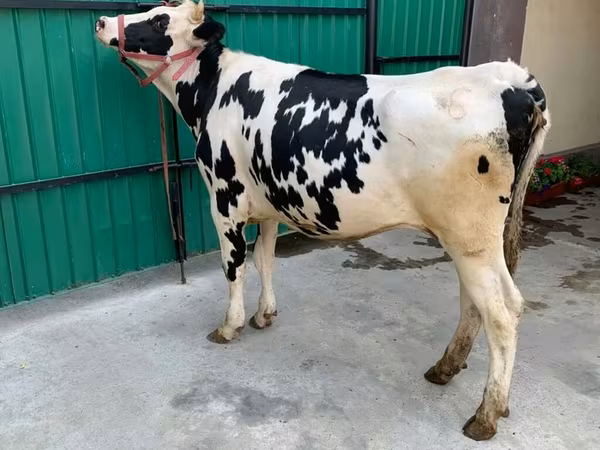 Cow, Holstein breed