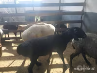 Widder, Suffolk sheep — Foto 7