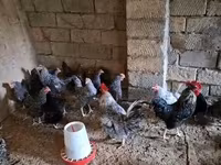 Chickens — foto 1