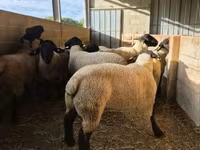 Ram, White Suffolk sheep — photo 3