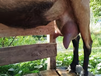 Capră, Alpine goat — foto 2
