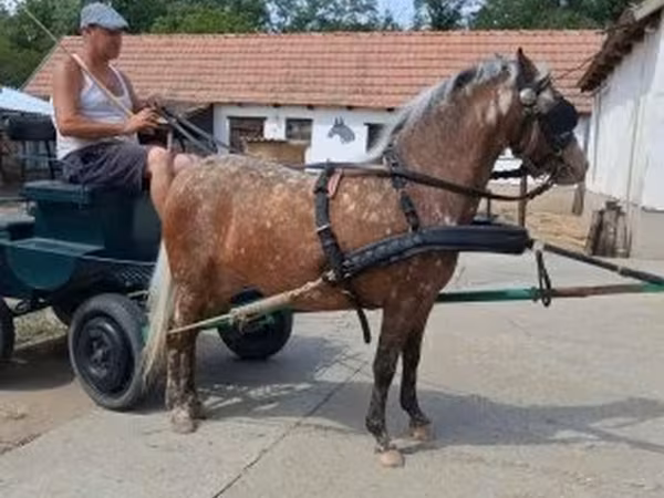 Hoppe, Berber horse