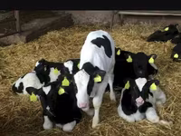 Lembu ternakan (lot, jantina tidak dinyatakan), Holstein breed — foto 1