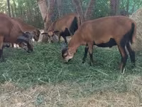 Baran, Cameroon sheep — zdjęcie 3