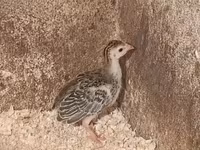 Guinea fowl — foto 2