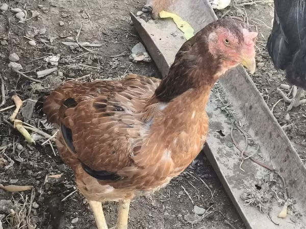 Chickens