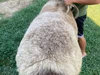 میش, Hissar sheep — عکس 4
