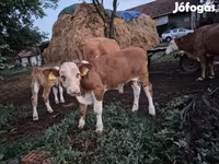 Lembu jantan, Simmental cattle — foto 4