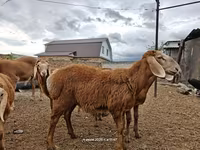 숫양, Arashan sheep — 사진 2