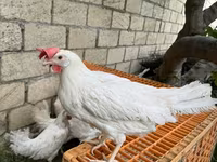 لگهورن — عکس 2