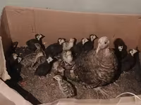 Turkeys — عکس 5