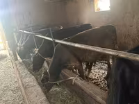 วัวตัวผู้, Swiss cattle — รูปภาพ 2