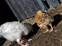 Chickens — ፎቶ 4
