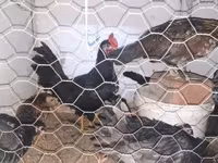 Chickens — լուսանկար 3
