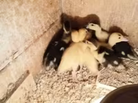 Ducks — 照片 1