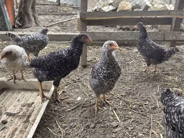 Chickens — Azerbaijan