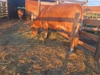 วัวตัวเมีย, Simmental cattle — รูปภาพ 2